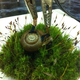 Image for article titled Researchers have created electricity generating "cyborg snails"